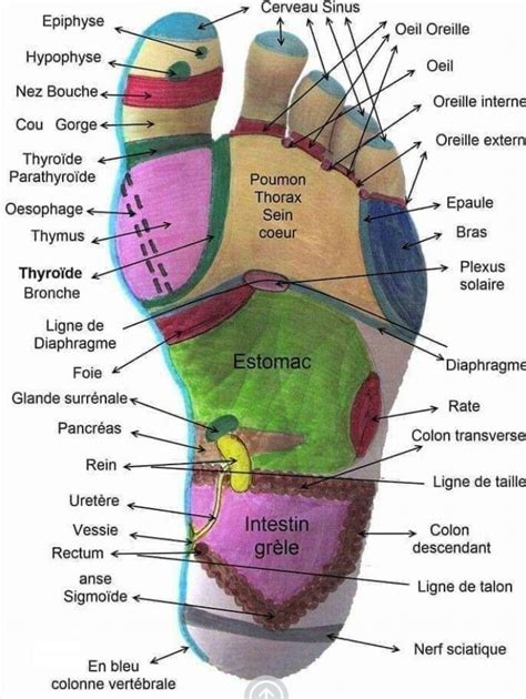 les pieds francais|pied in english from french.